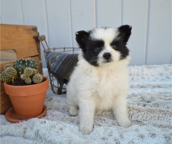 Medium Photo #4 Pomimo Puppy For Sale in HONEY BROOK, PA, USA
