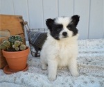 Small Photo #4 Pomimo Puppy For Sale in HONEY BROOK, PA, USA