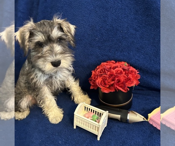 Medium Photo #5 Schnauzer (Miniature) Puppy For Sale in BRIDGETON, NJ, USA