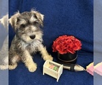 Small #4 Schnauzer (Miniature)