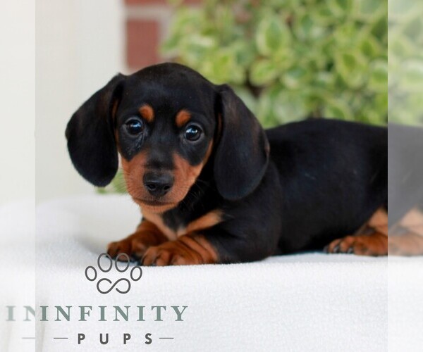 Medium Photo #1 Dachshund Puppy For Sale in EPHRATA, PA, USA