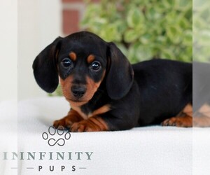 Dachshund Puppy for Sale in EPHRATA, Pennsylvania USA