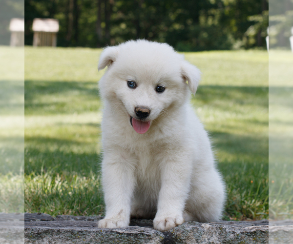 Medium Photo #4 Samoyed-Siberian Husky Mix Puppy For Sale in GAP, PA, USA