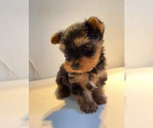 Biewer Terrier Puppy for sale in BELL, CA, USA