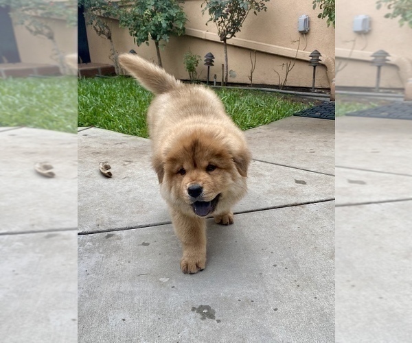 Medium Photo #4 Chow Chow Puppy For Sale in PASADENA, CA, USA