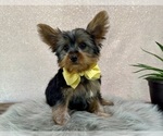 Small #5 Yorkshire Terrier