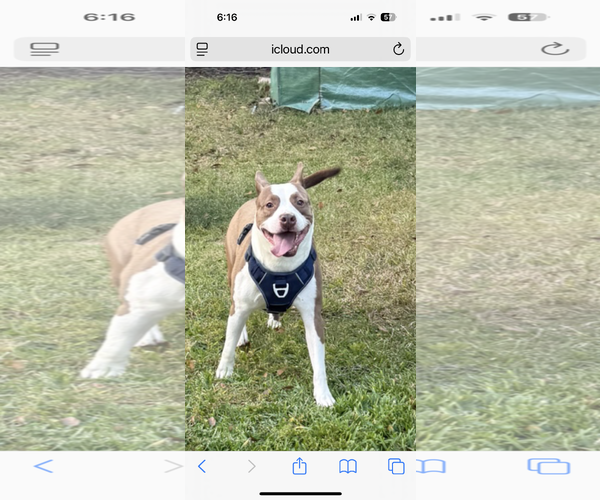 Medium Photo #1 Mutt Puppy For Sale in Jackson, MS, USA