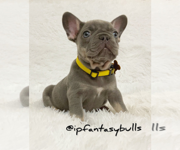 Full screen Photo #6 French Bulldog Puppy For Sale in LEHIGH ACRES, FL, USA
