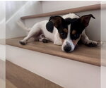 Small #7 Jack Russell Terrier Mix