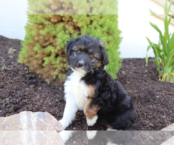 Medium Photo #2 Aussiedoodle Miniature  Puppy For Sale in SHILOH, OH, USA