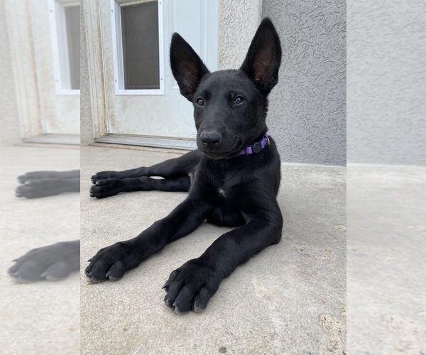 Medium Photo #1 Belgian Malinois Puppy For Sale in JEROME, ID, USA