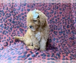 Small #4 Cavapoo (Miniature)