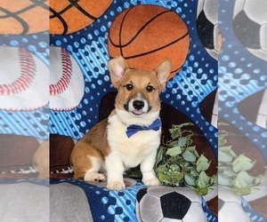 Pembroke Welsh Corgi Puppy for sale in CHRISTIANA, PA, USA