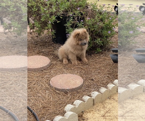 Medium Photo #4 Chow Chow Puppy For Sale in EFFINGHAM, SC, USA