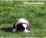 Small Photo #4 Miniature American Shepherd Puppy For Sale in PASCO, WA, USA