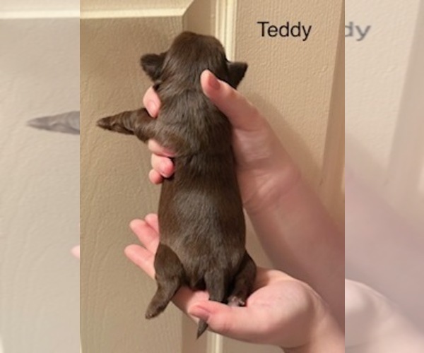 Medium Photo #4 Shorkie Tzu Puppy For Sale in SCOTTSDALE, AZ, USA