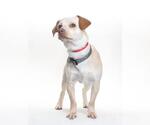 CHICO - Male Cheagle Dog for Adoption - Small photo
