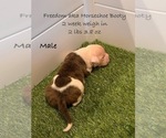 Puppy Freedom American Bulldog