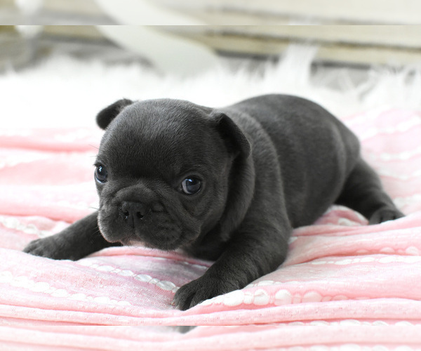 Medium Photo #4 French Bulldog Puppy For Sale in HOLDEN, MO, USA