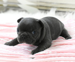 Small Photo #4 French Bulldog Puppy For Sale in HOLDEN, MO, USA