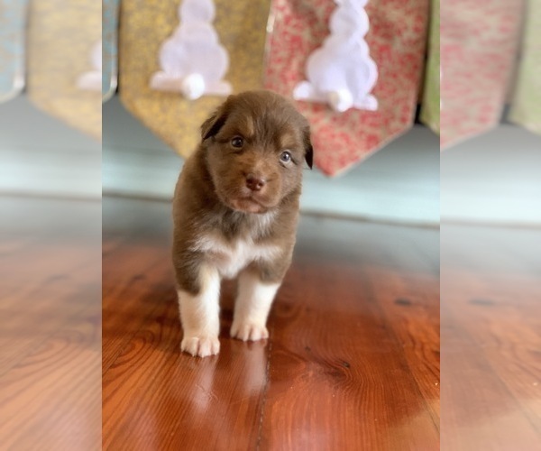 Medium Photo #1 Australian Shepherd Puppy For Sale in OPELOUSAS, LA, USA