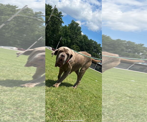 Medium Photo #1 Neapolitan Mastiff Puppy For Sale in Ellisville, MO, USA