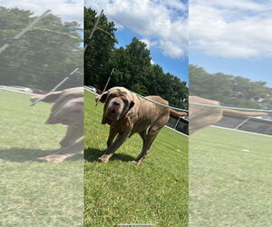 Neapolitan Mastiff Dogs for adoption in Ellisville, MO, USA