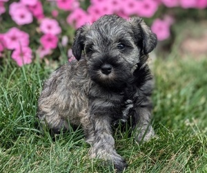 Schnauzer (Miniature) Puppy for Sale in GOSHEN, Indiana USA