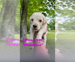 Small Photo #8 Goldendoodle Puppy For Sale in WINFIELD, TN, USA