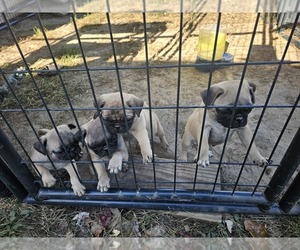Pug Puppy for sale in LEBANON, MO, USA