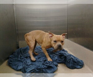 American Staffordshire Terrier Dogs for adoption in Fort Lauderdale, FL, USA