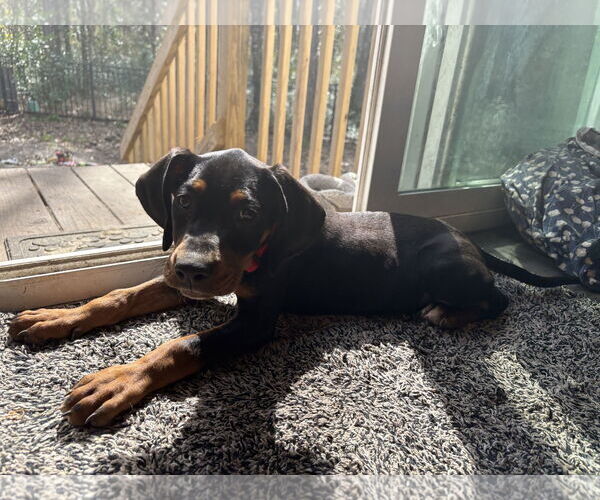 Medium Photo #2 Mutt Puppy For Sale in Mount Pleasant, SC, USA