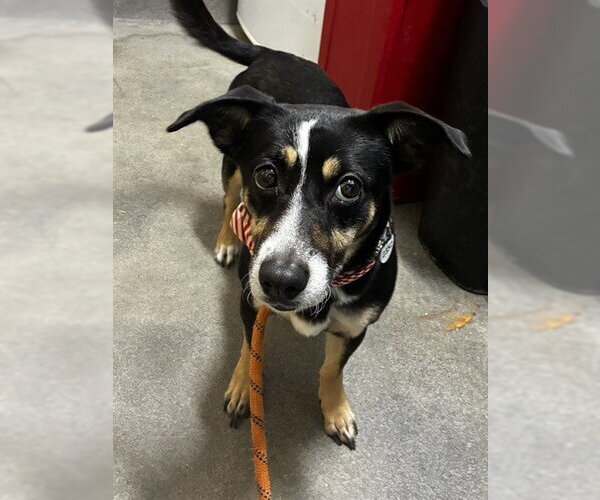 Medium Photo #1 Rat Terrier Puppy For Sale in Forestville, MD, USA