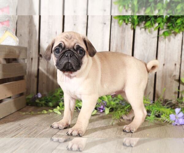 Medium Photo #1 Pug Puppy For Sale in MOUNT VERNON, OH, USA