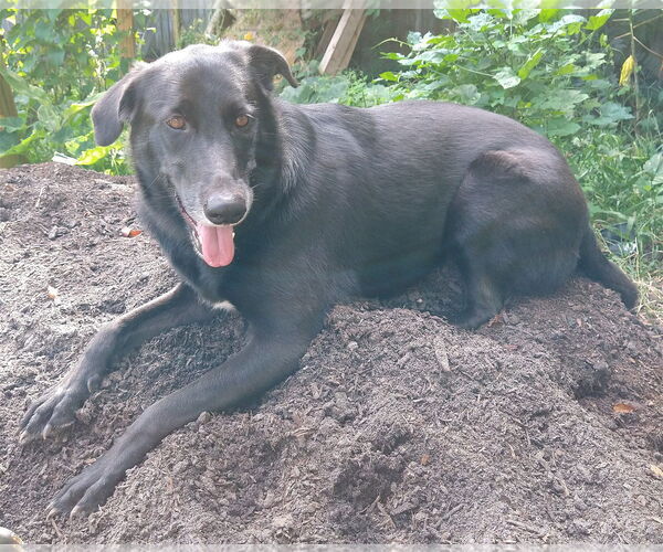 Medium Photo #10 Labrador Retriever-Unknown Mix Puppy For Sale in Tampa, FL, USA