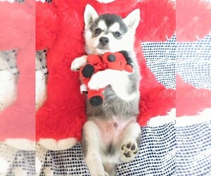Alaskan Klee Kai Puppy for sale in NORWOOD, MO, USA