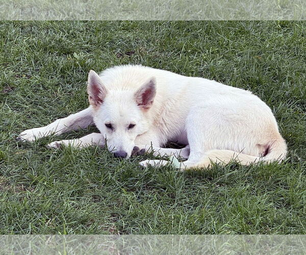 Medium Photo #2 - Mix Puppy For Sale in Hoffman Estates, IL, USA