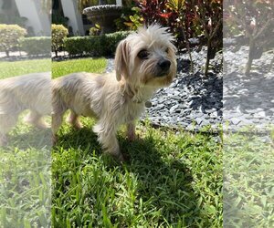 Maltese-Unknown Mix Dogs for adoption in Miami, FL, USA