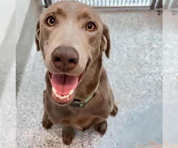 Medium Photo #1 Unknown-Weimaraner Mix Puppy For Sale in Houston, TX, USA