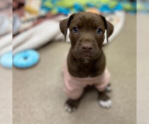 Mutt Dogs for adoption in Aurora, CO, USA