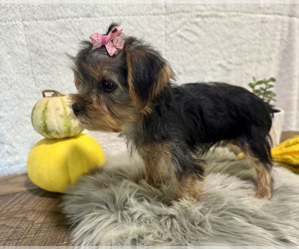 Medium Photo #4 Yorkshire Terrier Puppy For Sale in NAPPANEE, IN, USA