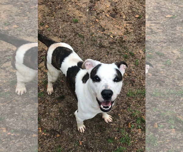 Medium Photo #3 Mutt Puppy For Sale in Jackson, MS, USA