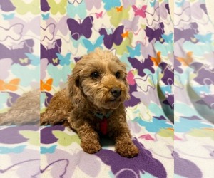 Poodle (Toy) Dogs for adoption in Mukwonago, WI, USA
