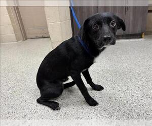 Labrador Retriever-Unknown Mix Dogs for adoption in Conroe, TX, USA