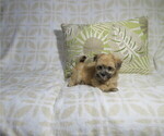 Small Photo #2 Morkie Puppy For Sale in COOKEVILLE, TN, USA