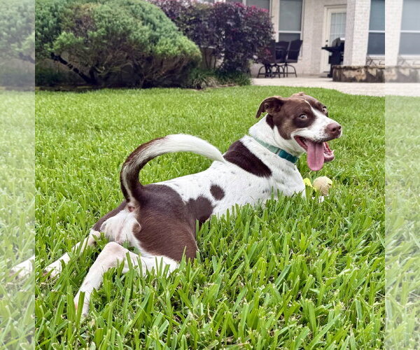 Medium Photo #10 Colonial Cocker Spaniel-Unknown Mix Puppy For Sale in HOUSTON, TX, USA