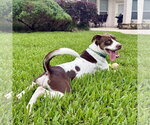 Small #9 Colonial Cocker Spaniel Mix