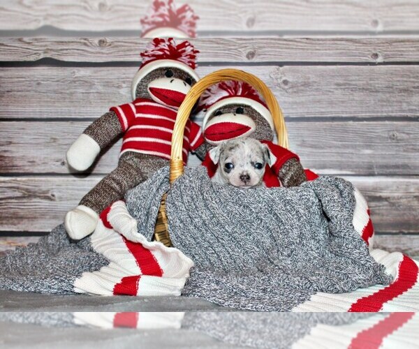 Medium Photo #6 Chihuahua Puppy For Sale in CHARLESTON, AR, USA