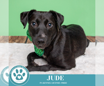 Small #5 Labrador Retriever Mix