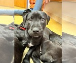 Small Photo #2 Mutt Puppy For Sale in Shillington, PA, USA